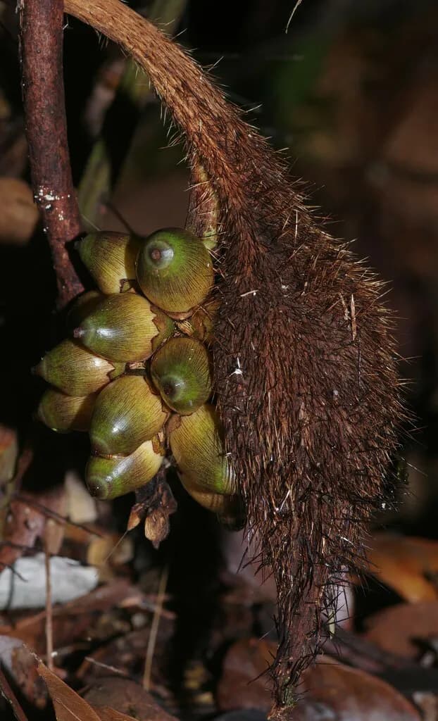 Botanical specimen of Bactris Gastoniana.