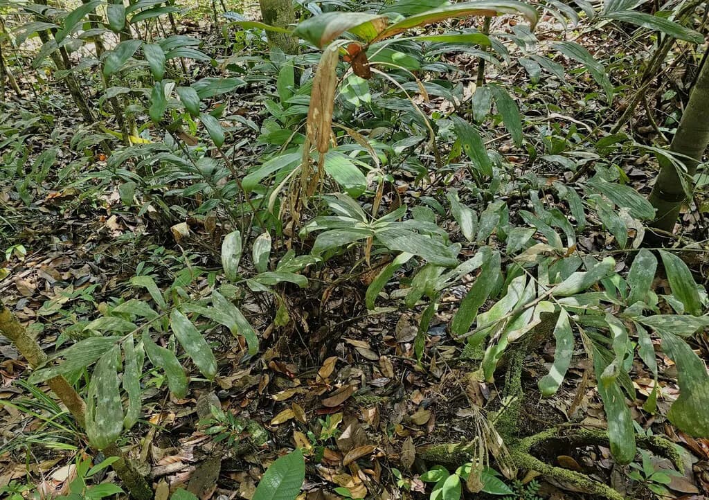 Botanical specimen of Bactris Gastoniana.