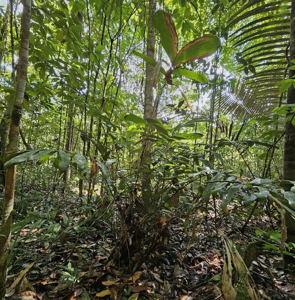 Botanical specimen of Bactris Gastoniana.