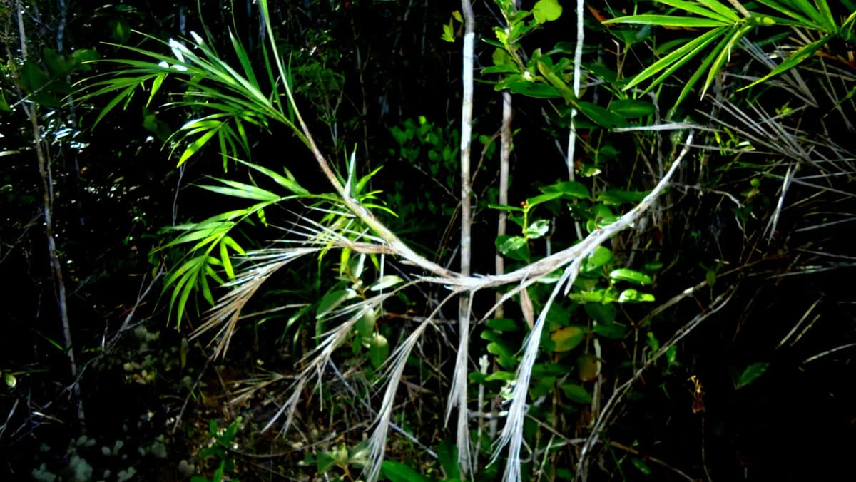 Botanical specimen of Bactris Glassmanii.