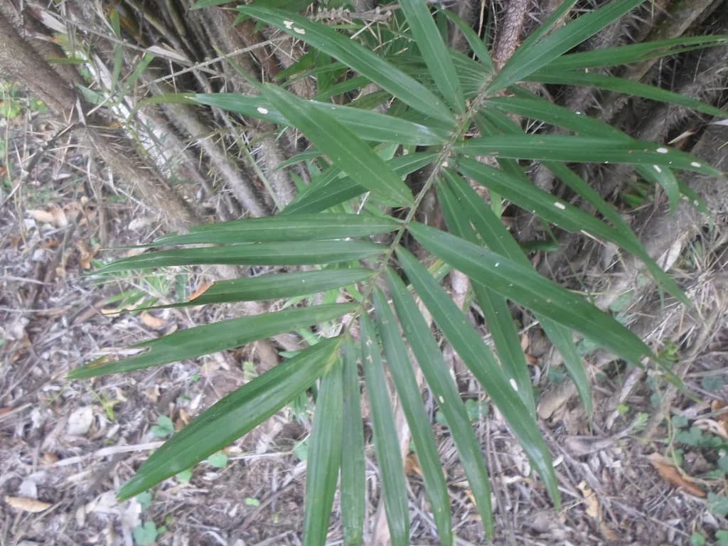 Botanical specimen of Bactris Guineensis.