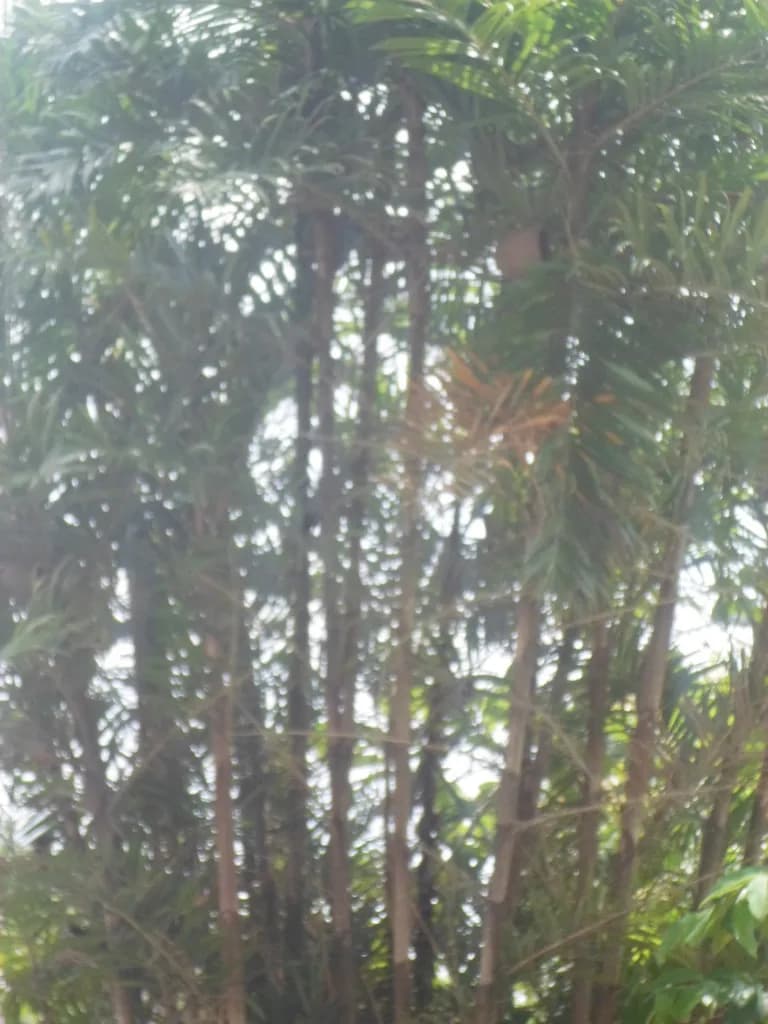 Botanical specimen of Bactris Guineensis.