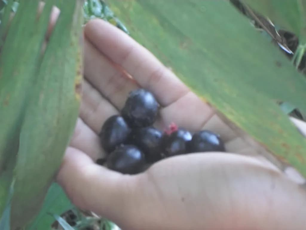 Botanical specimen of Bactris Guineensis.