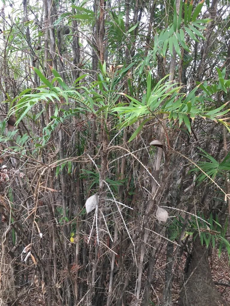 Botanical specimen of Bactris Guineensis.