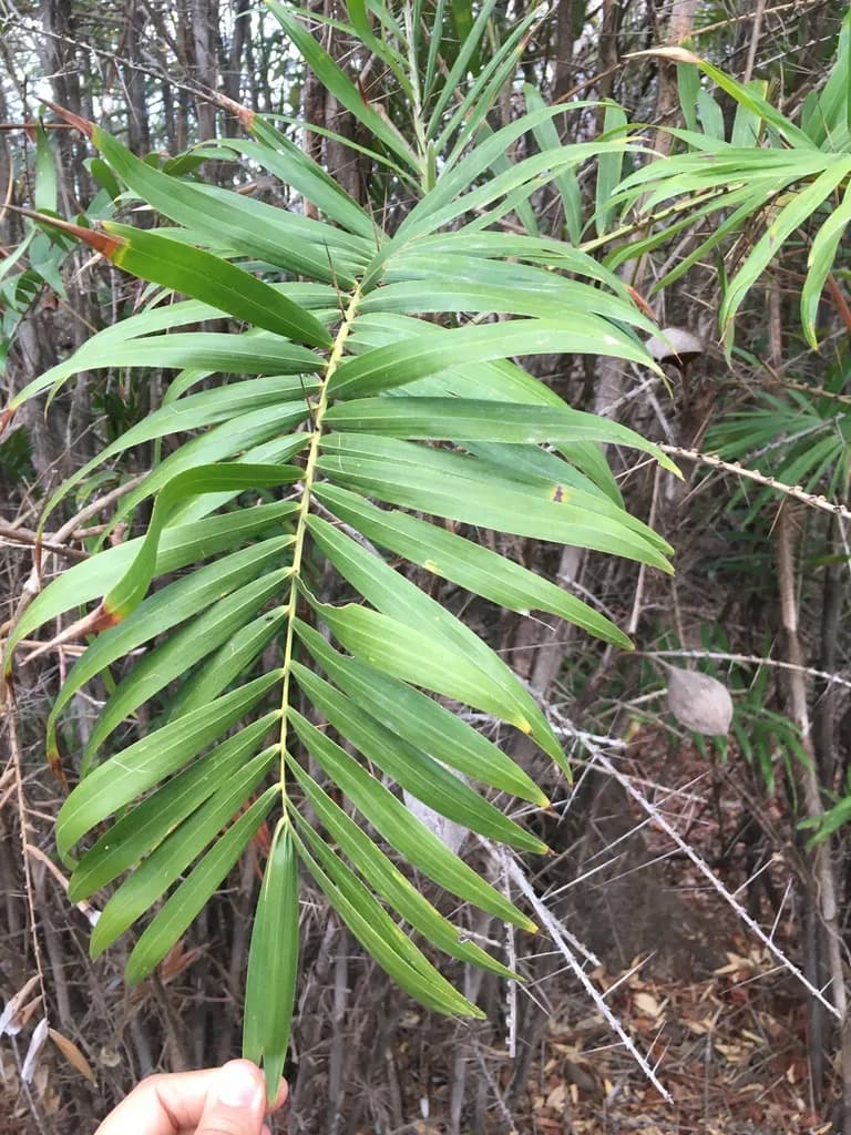 Botanical specimen of Bactris Guineensis.
