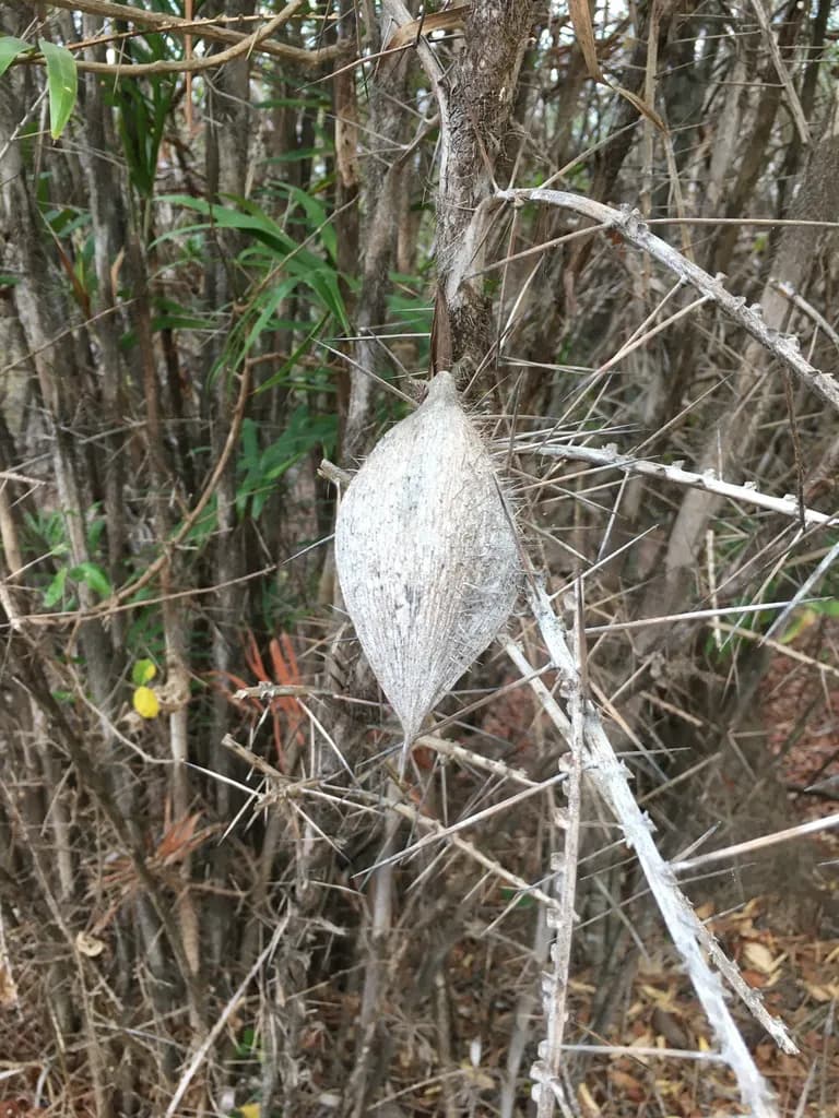 Botanical specimen of Bactris Guineensis.