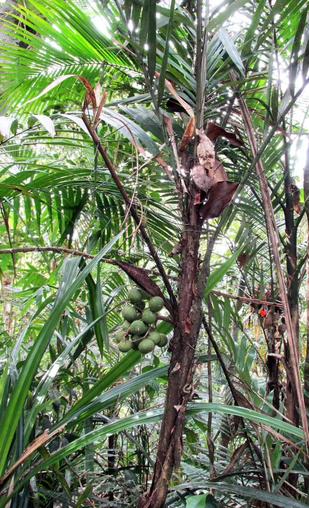 Botanical specimen of Bactris Hatschbachii.