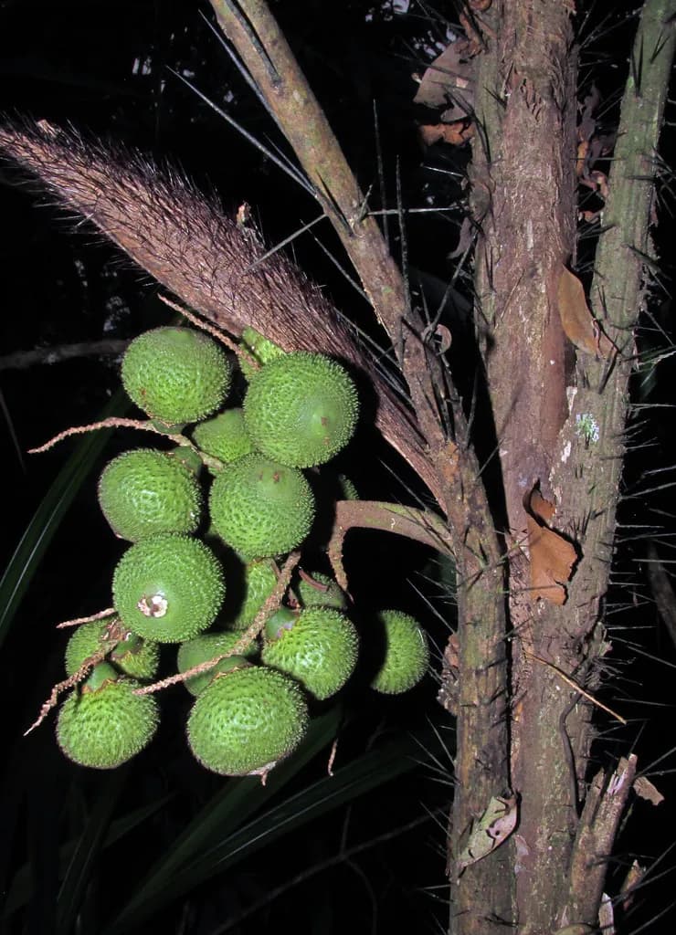 Botanical specimen of Bactris Hatschbachii.