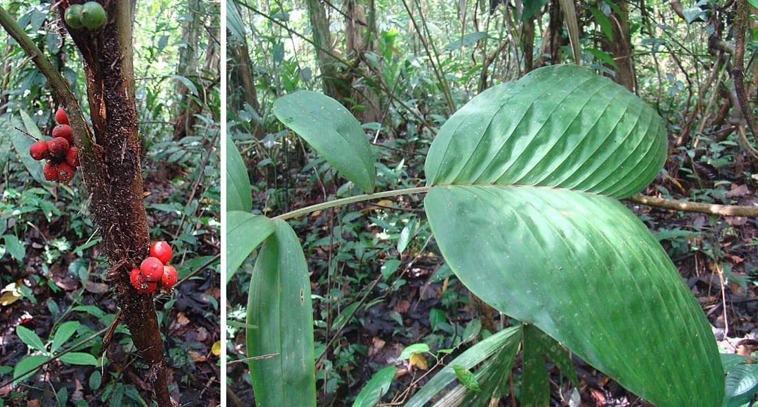 Botanical specimen of Bactris Hondurensis.