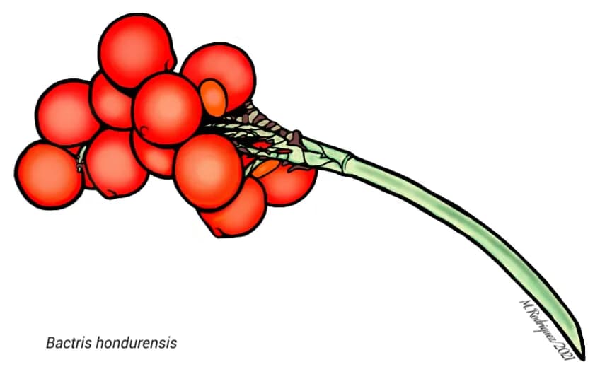 Botanical specimen of Bactris Hondurensis.