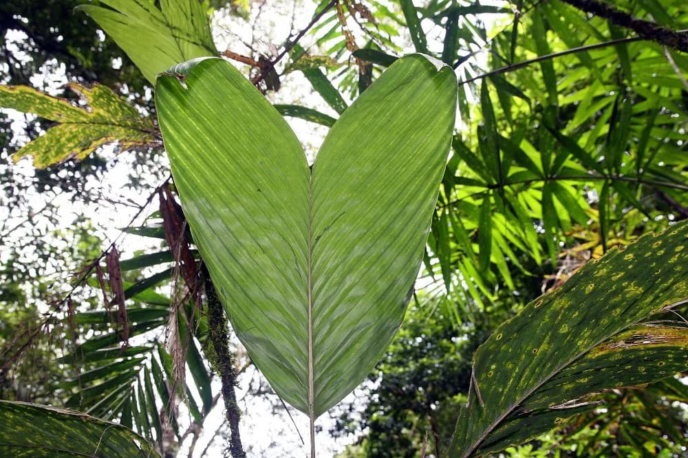 Botanical specimen of Bactris Hondurensis.