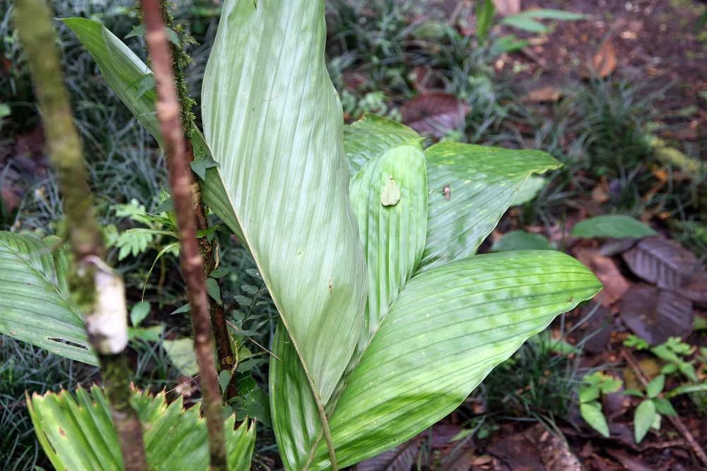 Botanical specimen of Bactris Hondurensis.