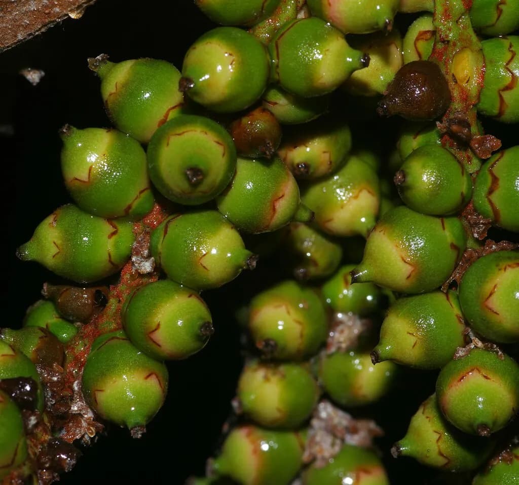 Botanical specimen of Bactris Maraja.