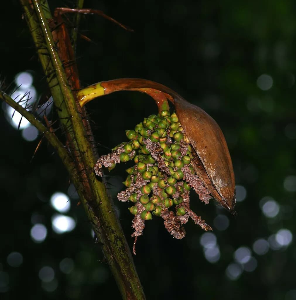 Botanical specimen of Bactris Maraja.