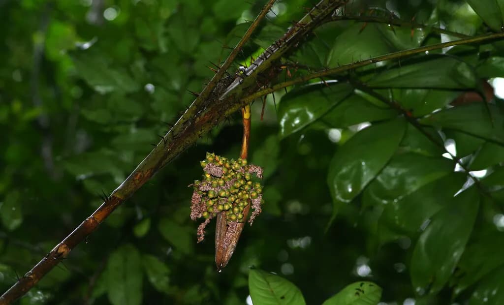 Botanical specimen of Bactris Maraja.