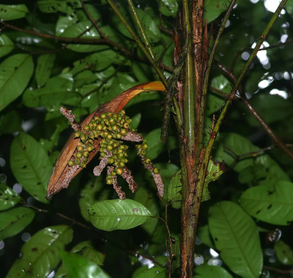 Botanical specimen of Bactris Maraja.