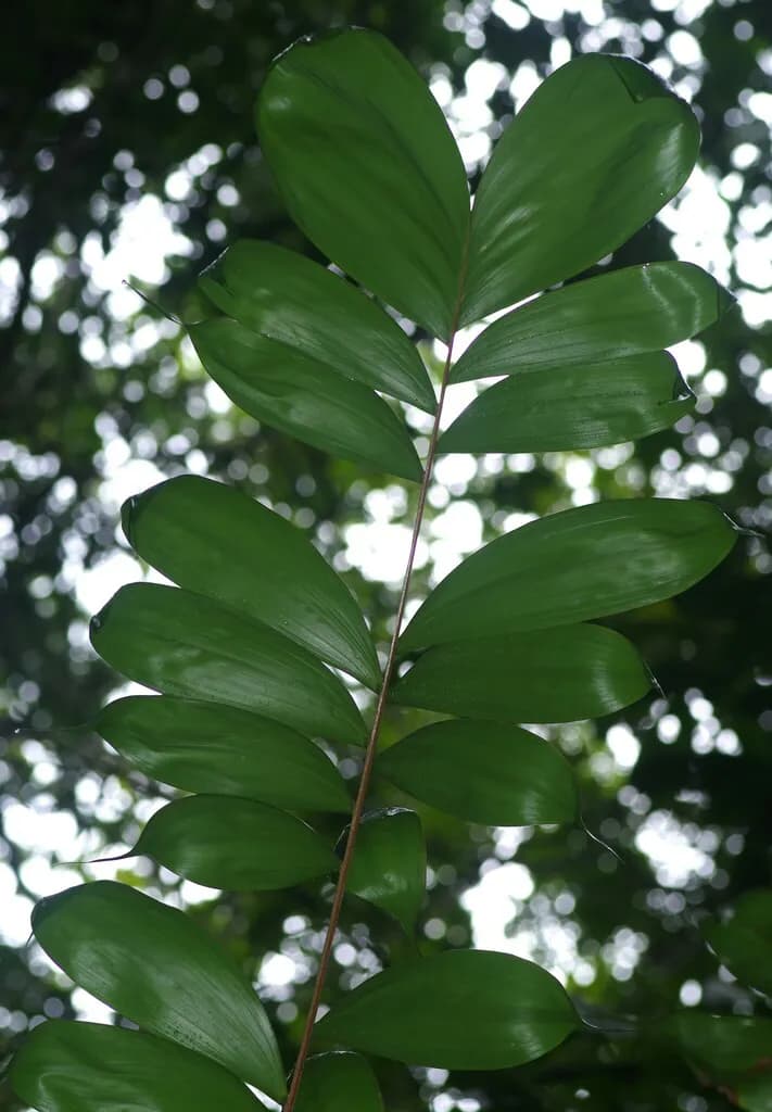 Botanical specimen of Bactris Maraja.