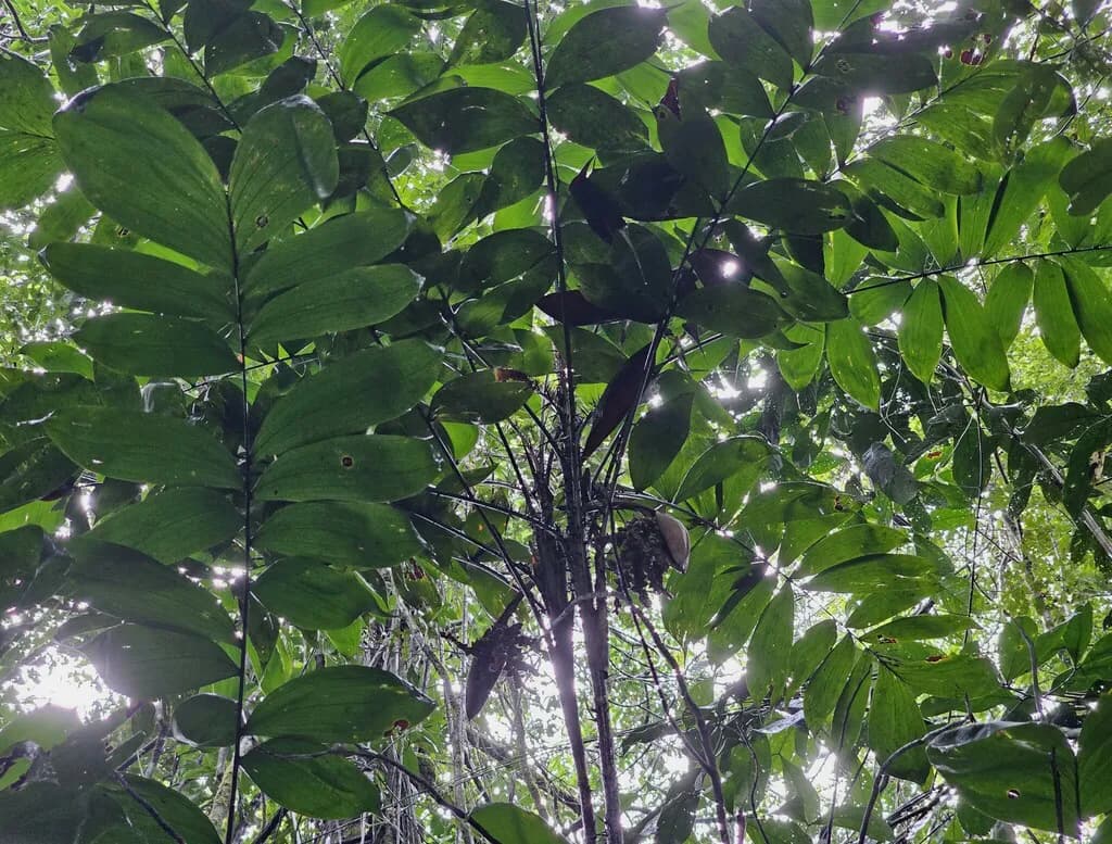 Botanical specimen of Bactris Maraja.