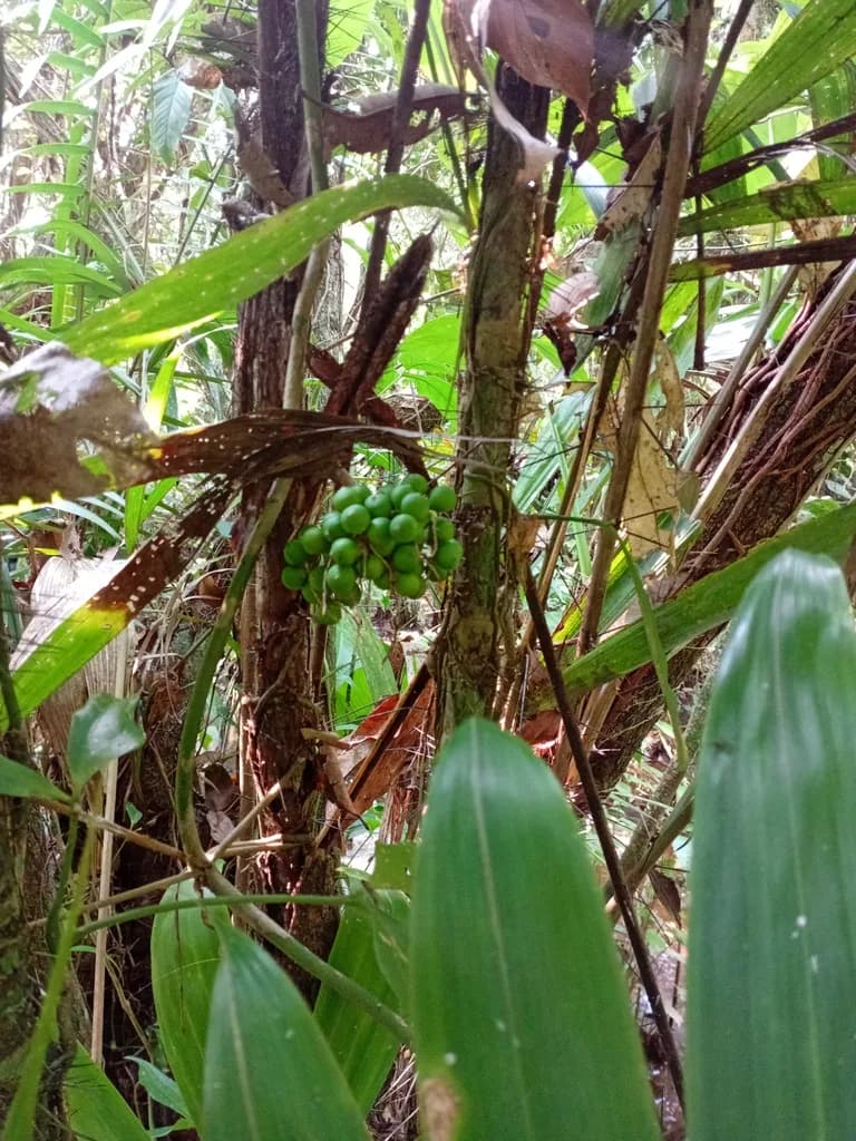 Botanical specimen of Bactris Mexicana.