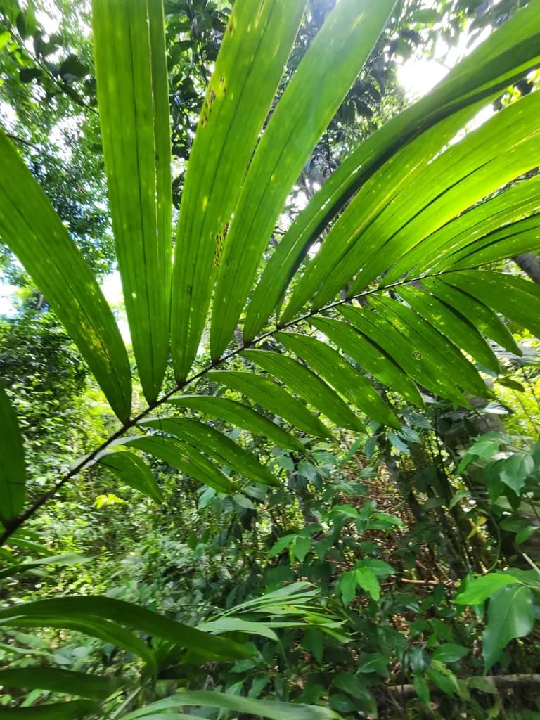 Botanical specimen of Bactris Mexicana.