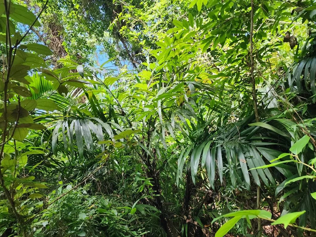 Botanical specimen of Bactris Mexicana.