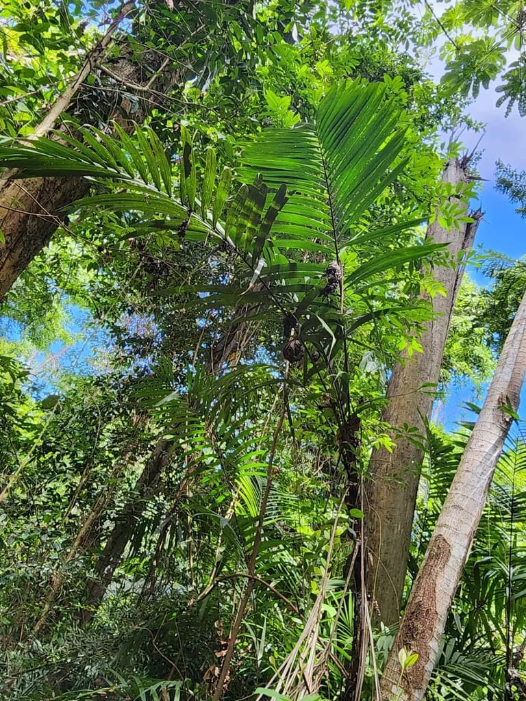 Botanical specimen of Bactris Mexicana.