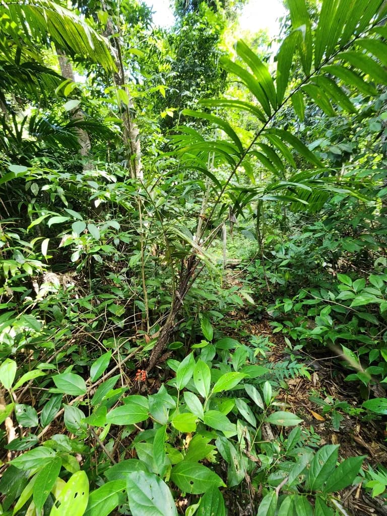 Botanical specimen of Bactris Mexicana.