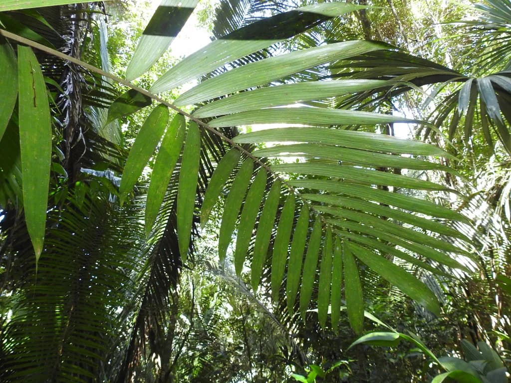 Botanical specimen of Bactris Mexicana.