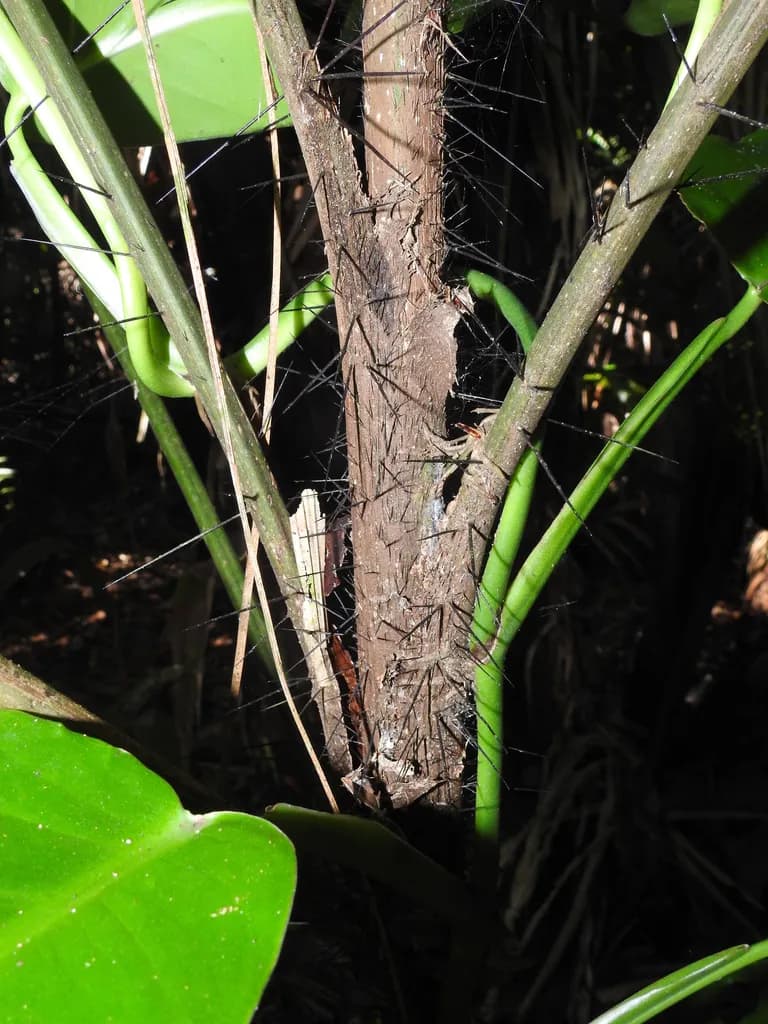 Botanical specimen of Bactris Mexicana.