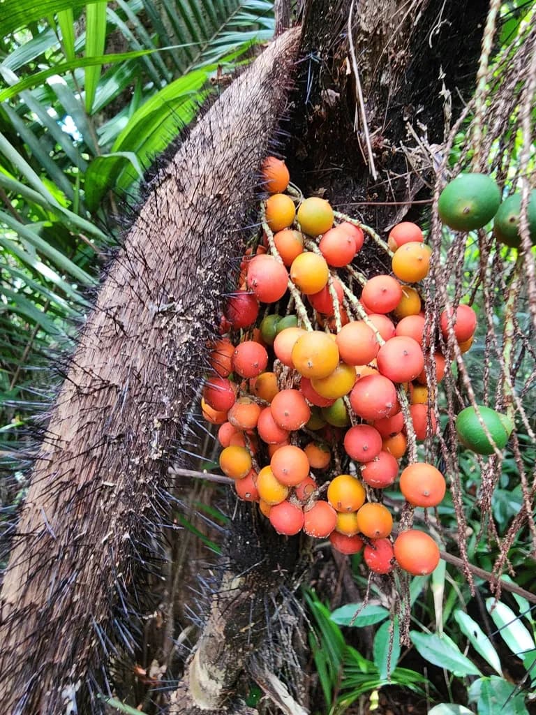 Botanical specimen of Bactris Mexicana.