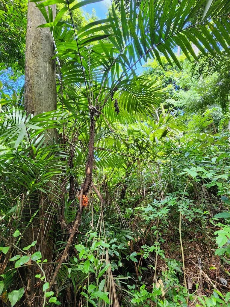 Botanical specimen of Bactris Mexicana.