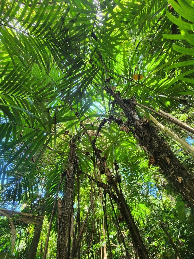 Botanical specimen of Bactris Mexicana.