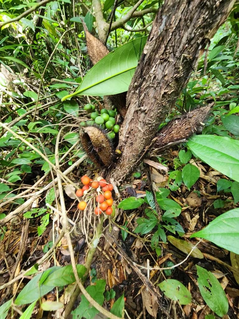 Botanical specimen of Bactris Mexicana.
