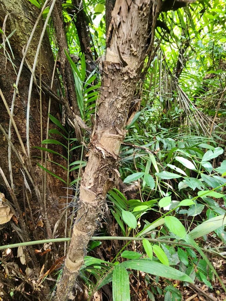 Botanical specimen of Bactris Mexicana.