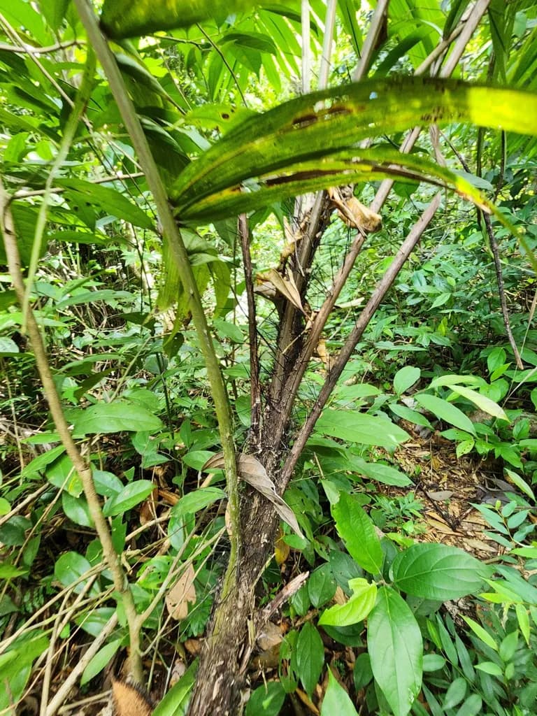 Botanical specimen of Bactris Mexicana.