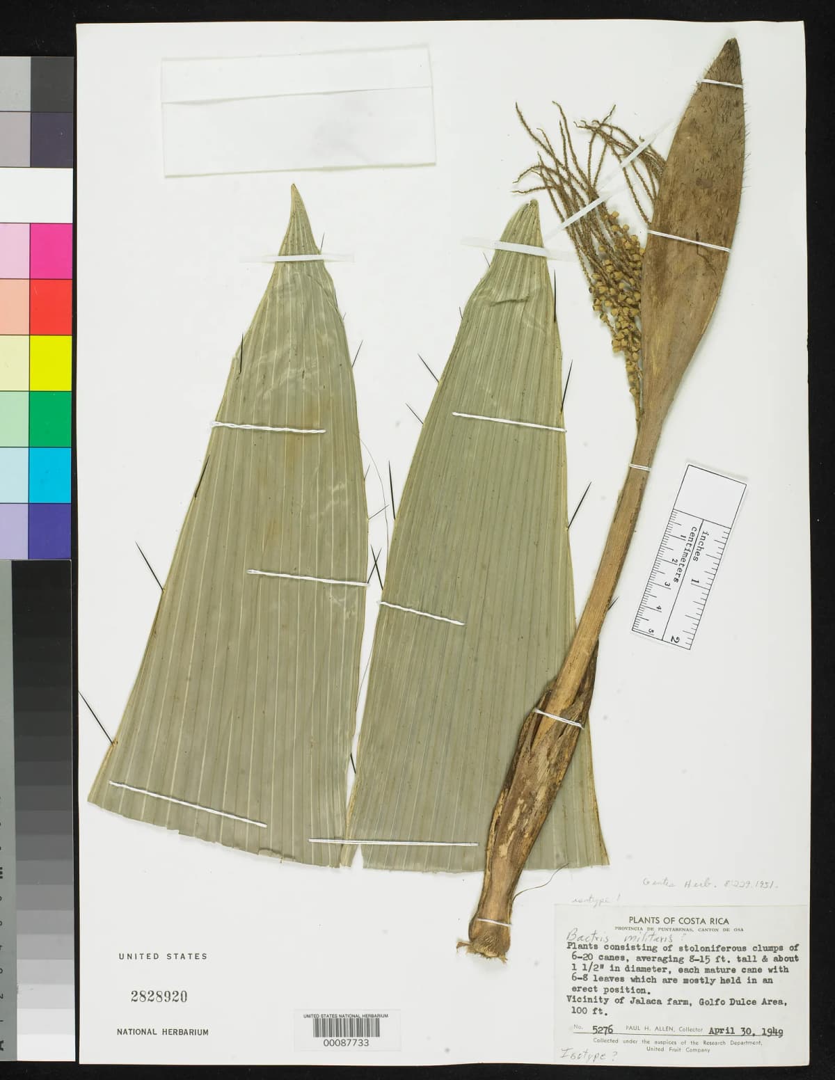 Botanical specimen of Bactris Militaris.