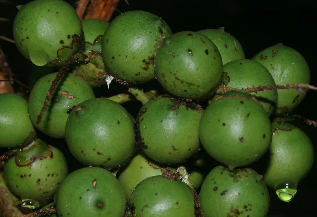Botanical specimen of Bactris Nancibaensis.