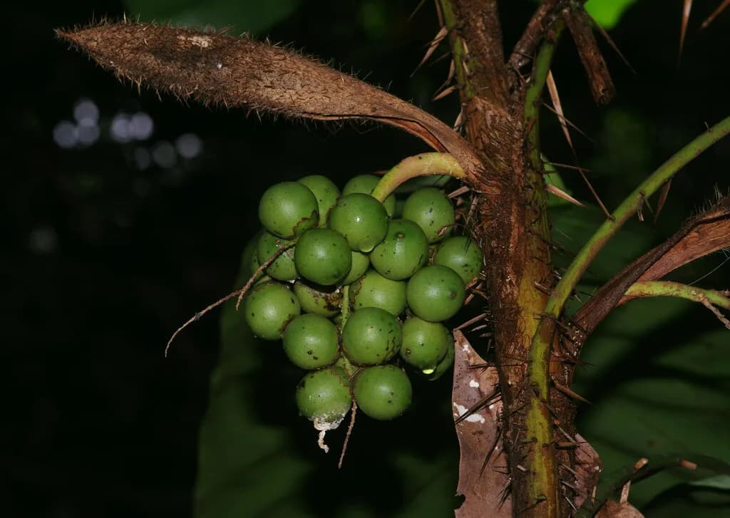 Botanical specimen of Bactris Nancibaensis.