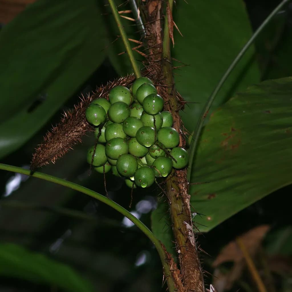 Botanical specimen of Bactris Nancibaensis.