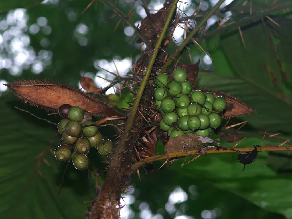 Botanical specimen of Bactris Nancibaensis.