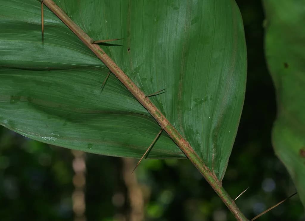Botanical specimen of Bactris Nancibaensis.
