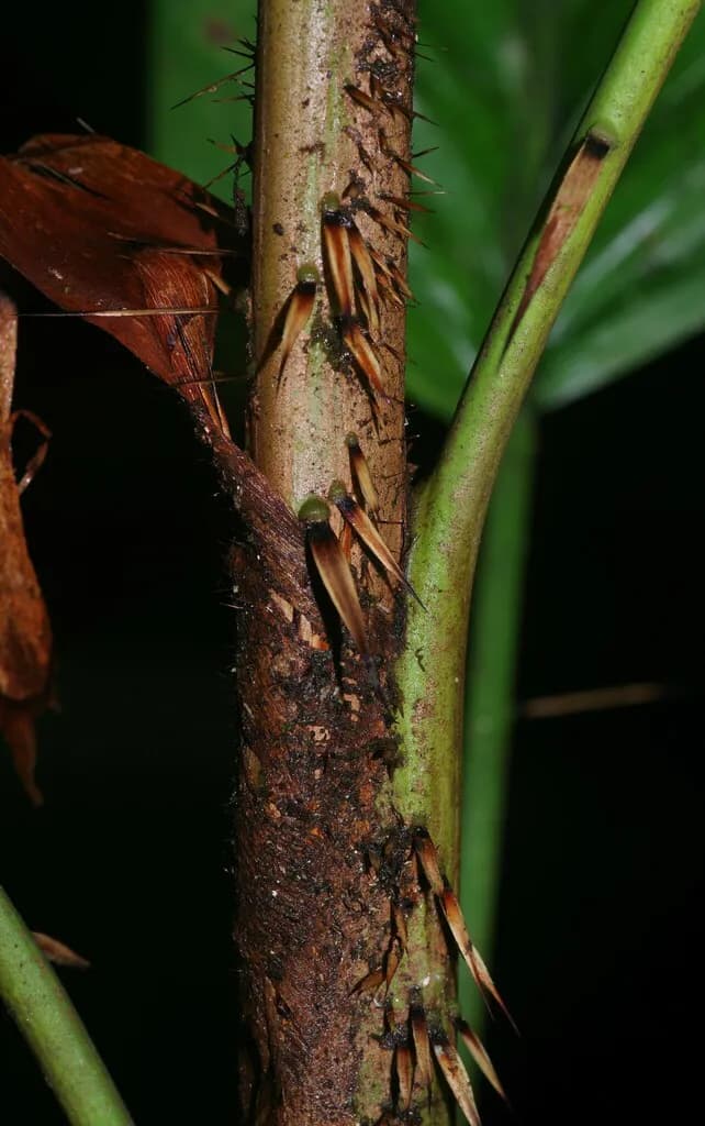 Botanical specimen of Bactris Nancibaensis.
