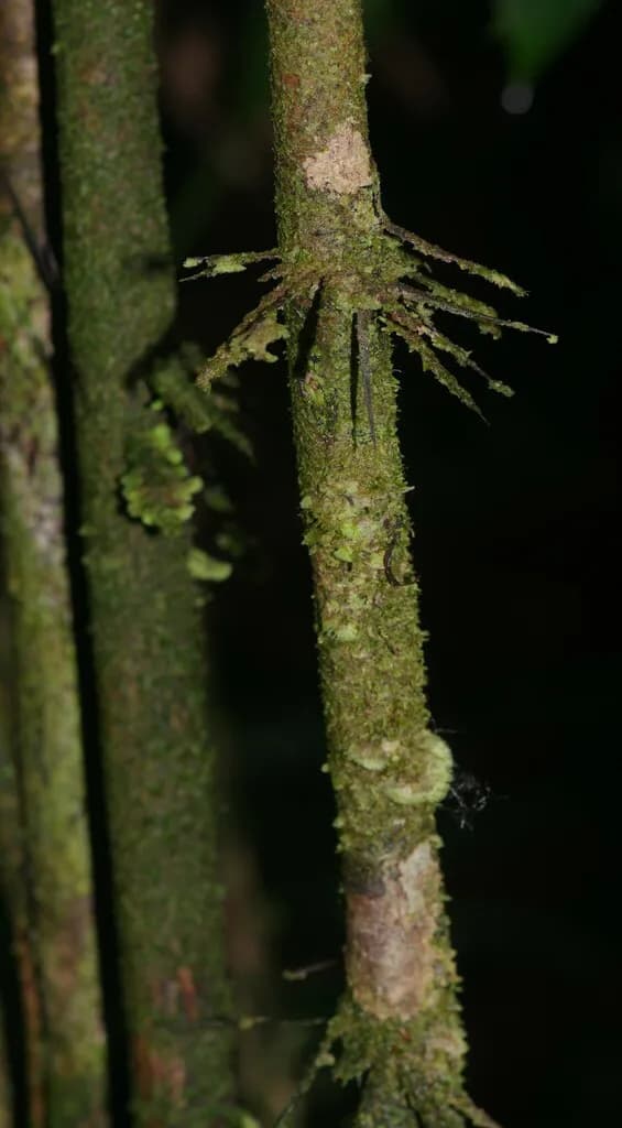Botanical specimen of Bactris Nancibaensis.