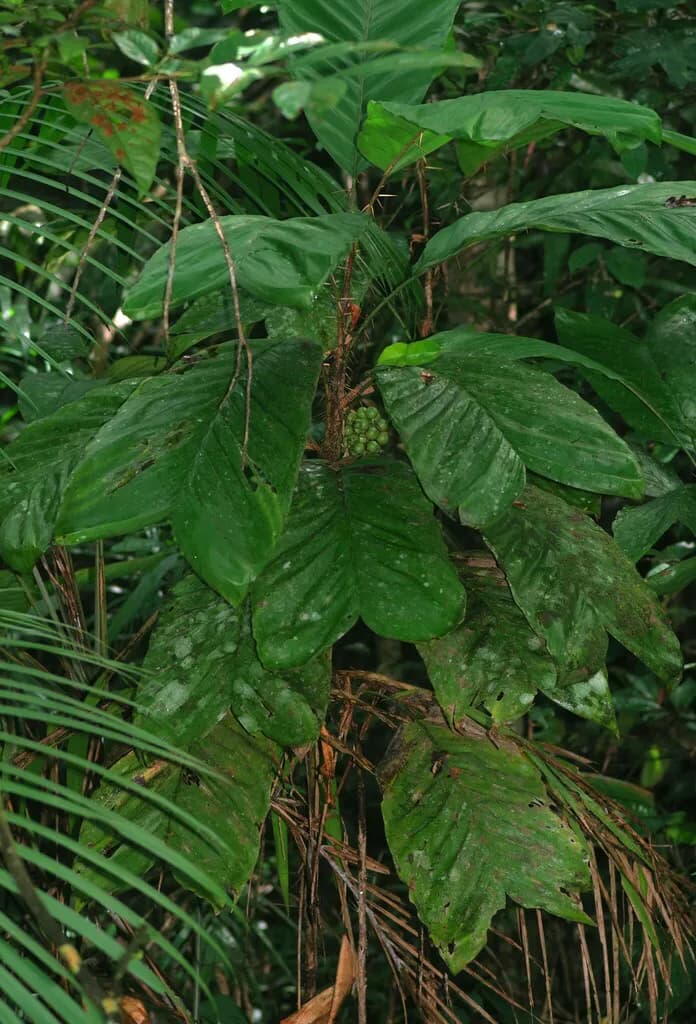 Botanical specimen of Bactris Nancibaensis.