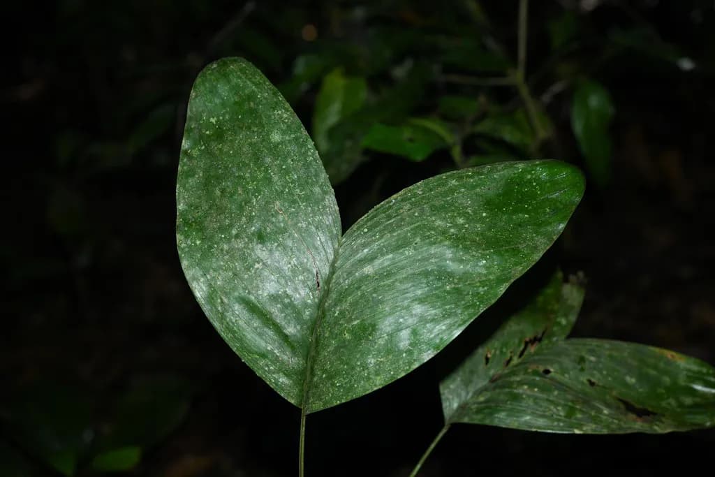 Botanical specimen of Bactris Oligocarpa.