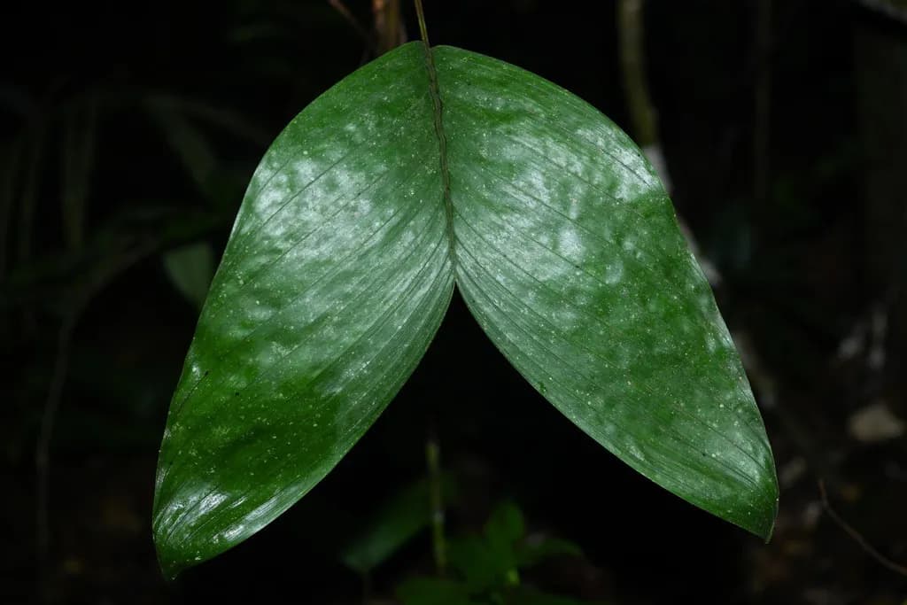 Botanical specimen of Bactris Oligocarpa.