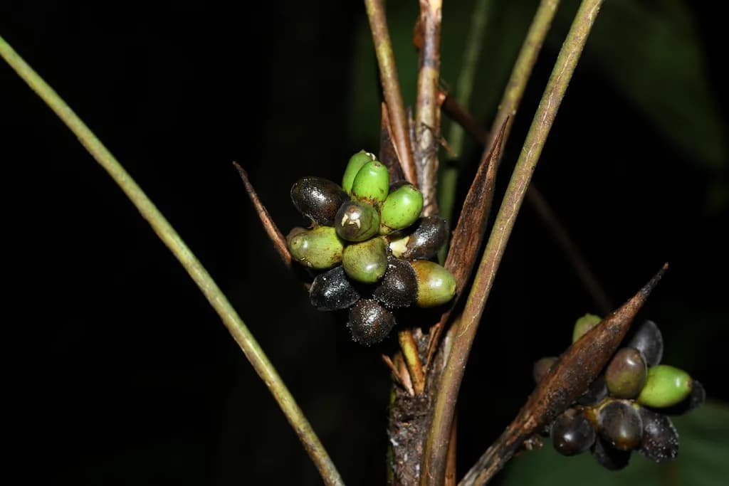 Botanical specimen of Bactris Oligocarpa.