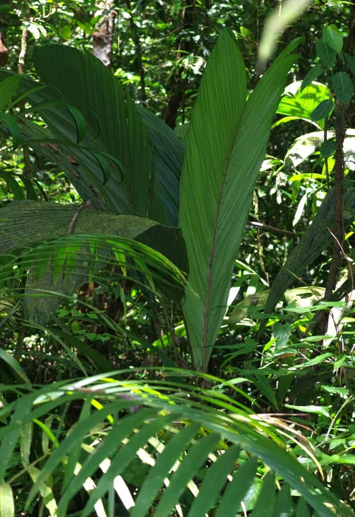 Botanical specimen of Bactris Pliniana.