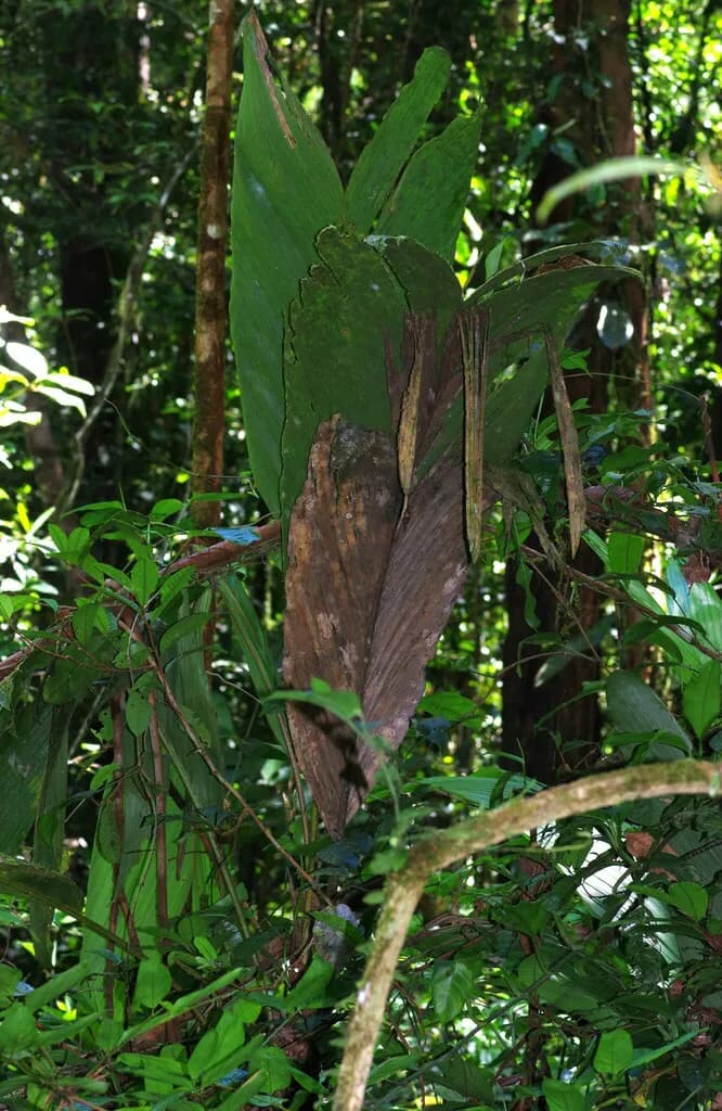 Botanical specimen of Bactris Pliniana.
