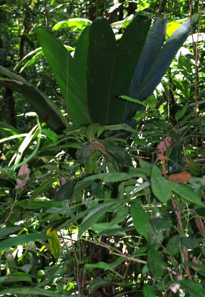 Botanical specimen of Bactris Pliniana.
